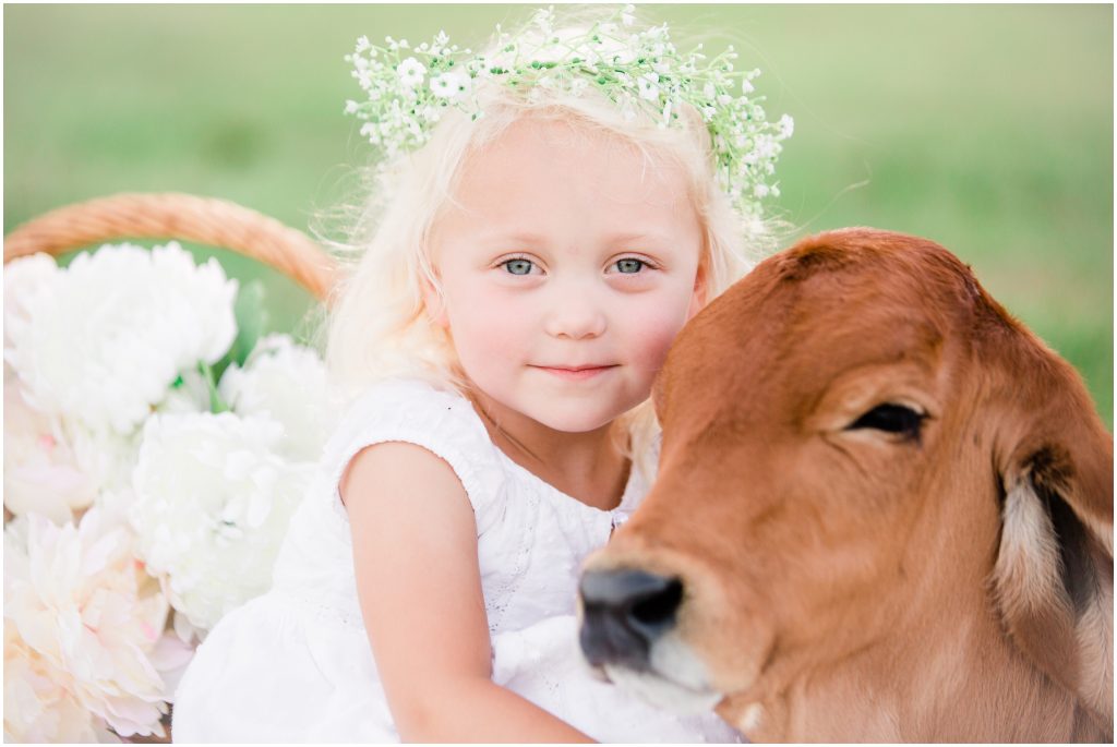 spring mini session with a calf on the varnell family farm