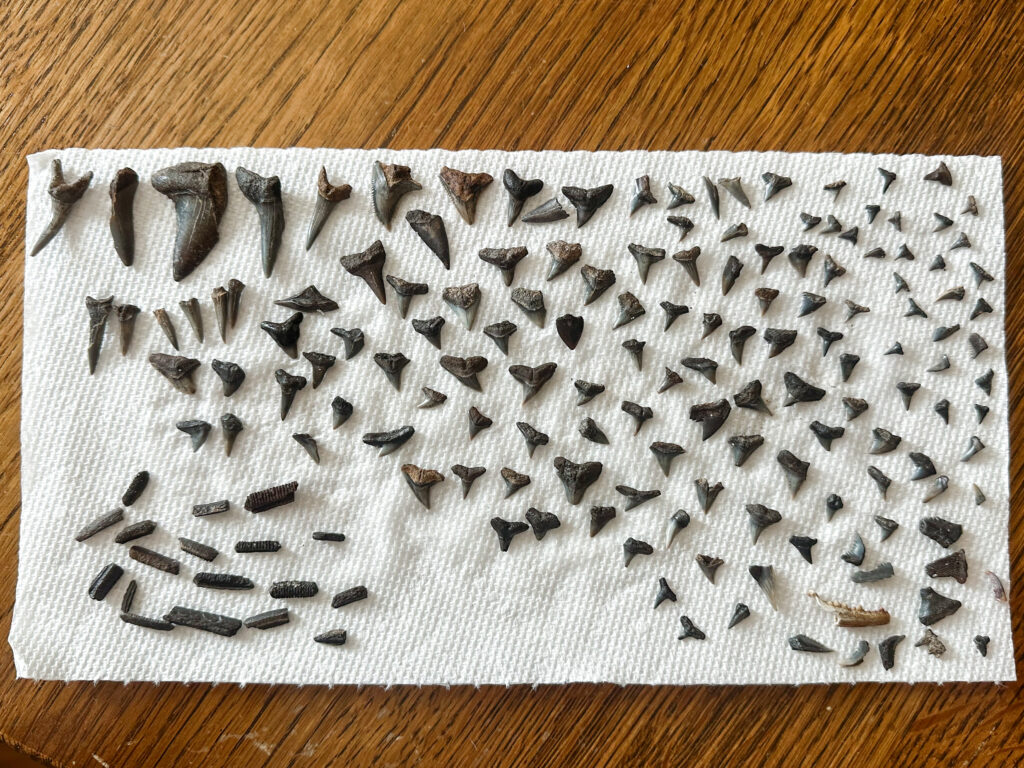 tybee island shark tooth hunting