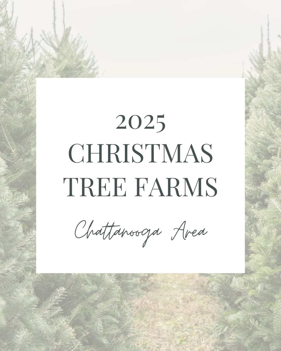 christmas tree farms near chattanooga tennessee area